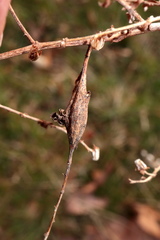Neolasioptera ramuscula