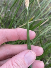Eleocharis plana