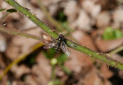 Melangyna lasiophthalma