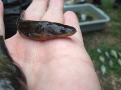 Pylodictis olivaris