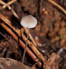 Mycena austrofilopes