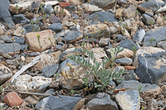 Astragalus eurekensis