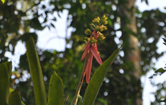 Aechmea aquilega