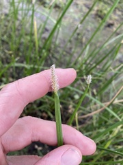 Eleocharis plana
