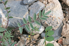 Astragalus eurekensis