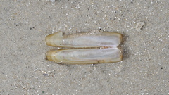 Solen viridis