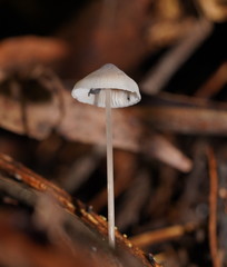 Mycena austrofilopes