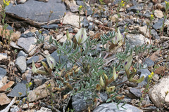 Astragalus eurekensis