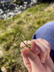 Lomatium columbianum