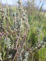 Eriogonum wrightii dentatum