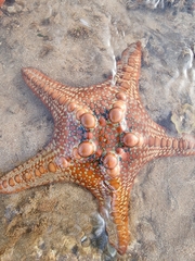 Protoreaster nodulosus