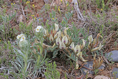 Astragalus eurekensis