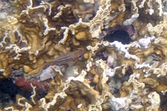 Neoniphon vexillarium