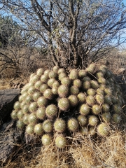 Mammillaria compressa
