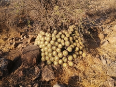 Mammillaria compressa