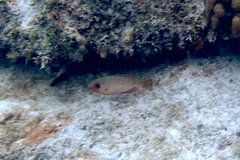 Heteropriacanthus cruentatus