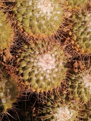 Mammillaria compressa