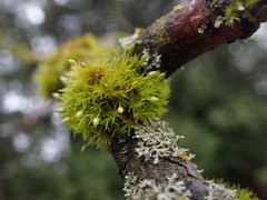 Orthotrichum consimile