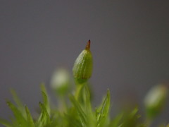 Orthotrichum consimile