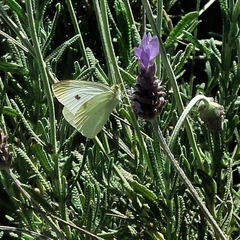 Pieris rapae
