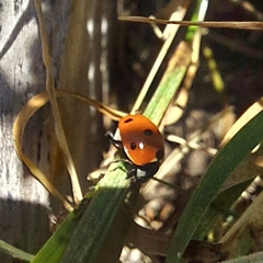 Coccinella septempunctata
