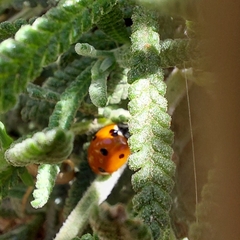 Coccinella septempunctata