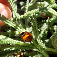 Coccinella septempunctata
