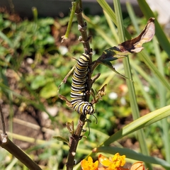 Danaus plexippus