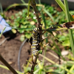 Danaus plexippus