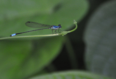 Aeolagrion dorsale