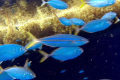 Elagatis bipinnulata