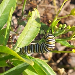 Danaus plexippus