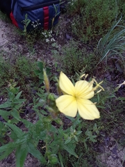 Oenothera heterophylla