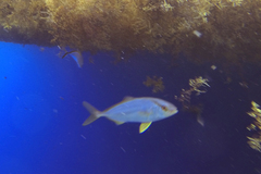 Seriola rivoliana