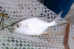 Trachinotus goodei