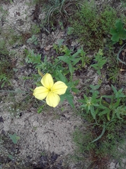 Oenothera heterophylla
