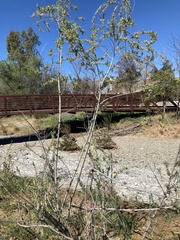 Salix