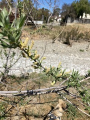 Salix