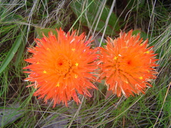 Gomphrena arborescens