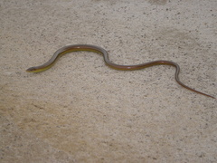 Ophiodes