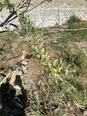Salix