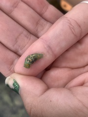 Lamprohaminoea cymbalum