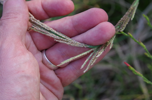 Image of Dinebra nealleyi by (c) Eric Knight, some rights reserved (CC BY)