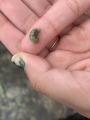 Lamprohaminoea cymbalum