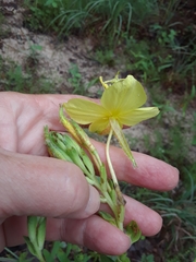 Oenothera heterophylla