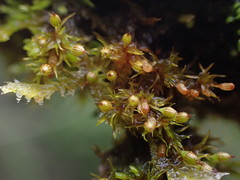 Orthotrichum pulchellum