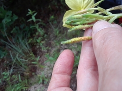 Oenothera heterophylla
