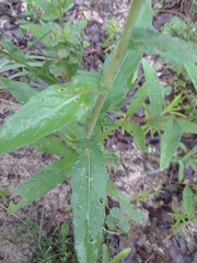 Oenothera heterophylla