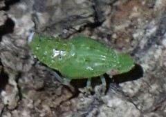 Tangiini