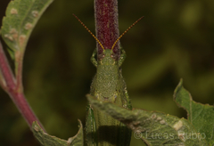 Atrachelacris